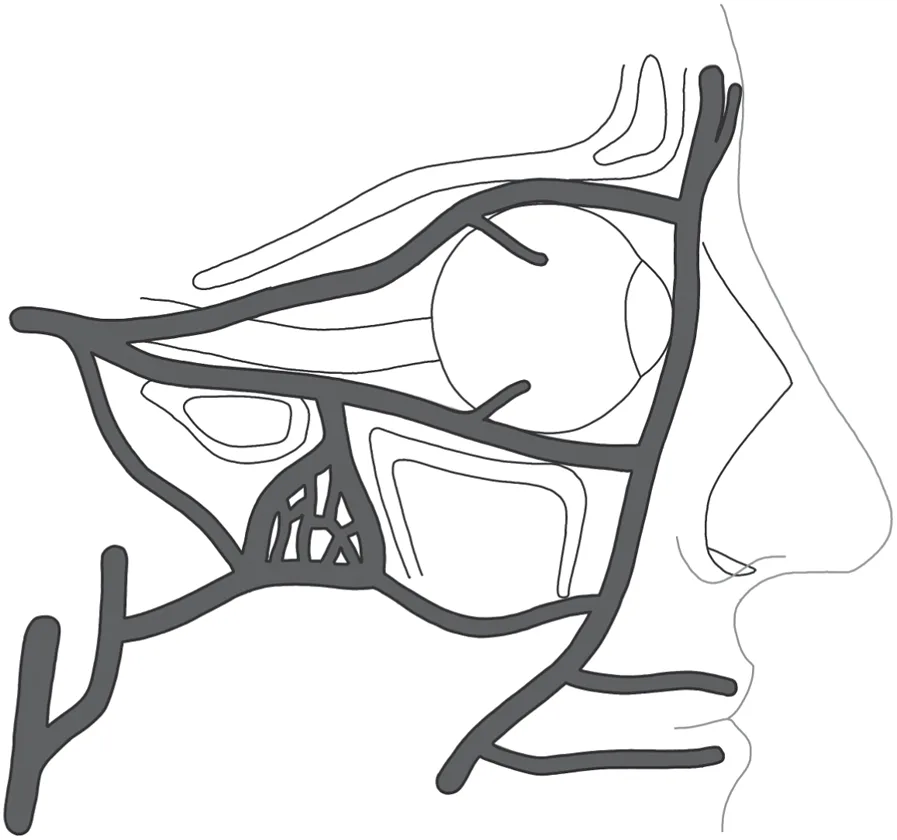Fig 12. Venous drainage of the orbit